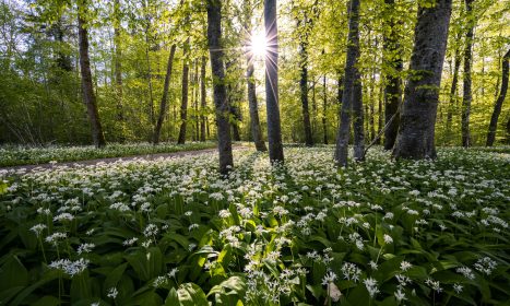 green plants and trees during daytime