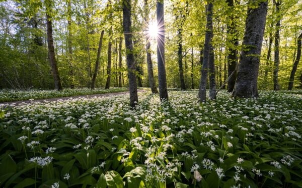 Nepainiokite su nuodais: sužinokite, kaip atskirti meškinį česnaką nuo mirtinai pavojingos gėlės