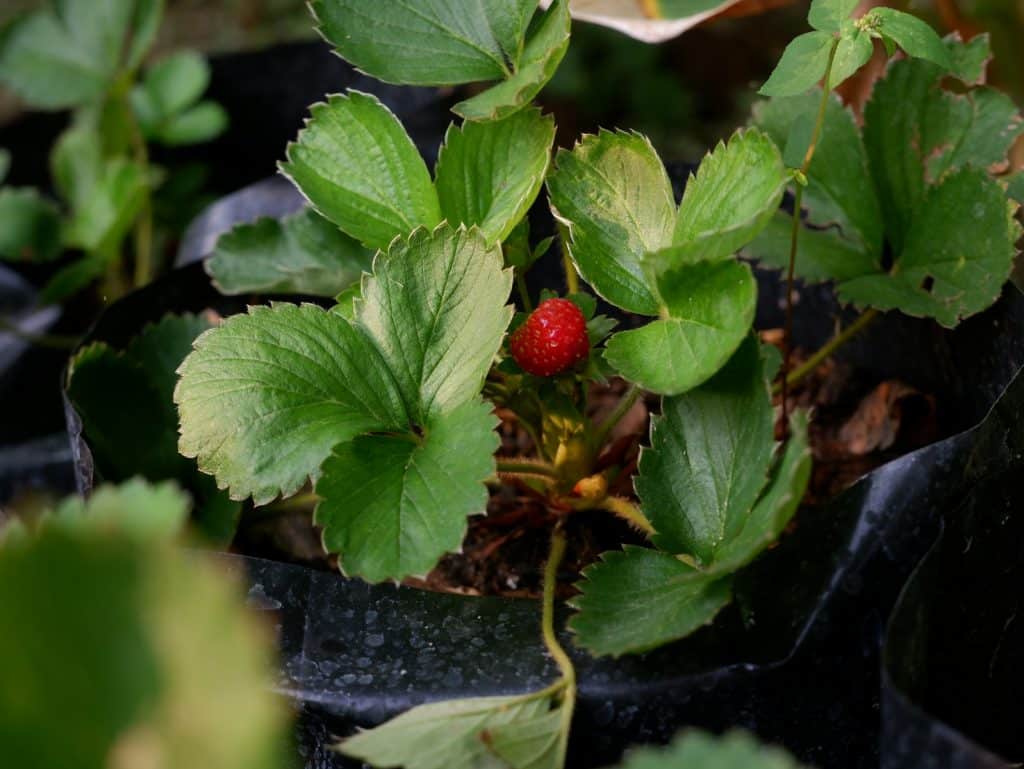 A small, red strawberry grows amongst its leaves.