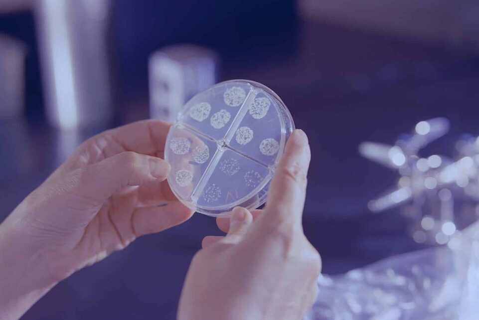 a person holding a round object in their hands