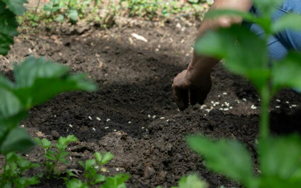 Sutaupykite ir pamirškite piktžoles: štai kas lysvėse veikia kur kas geriau už mėšlą