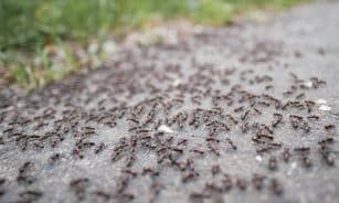 a lot of bugs that are on the ground