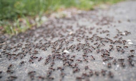 a lot of bugs that are on the ground