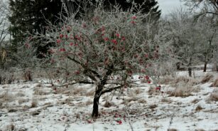 gray and red trees filled with snow