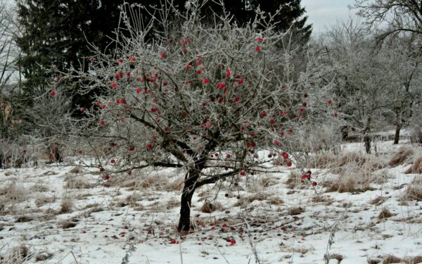 Kodėl patyrę sodininkai vaismedžius skiepija būtent žiemą: rezultatai pranoksta lūkesčius