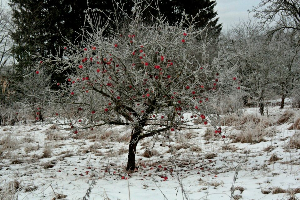 gray and red trees filled with snow