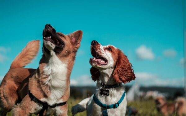 Daugelis apie tai net nepagalvoja: netekus augintinio gali kilti rimtų emocinių ir sveikatos pasekmių