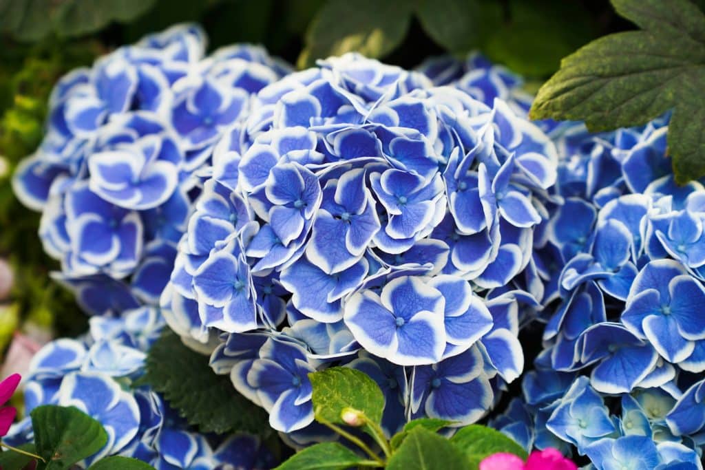 Beautiful blue and white hydrangea flowers.