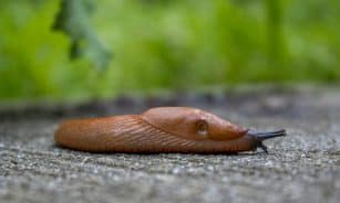 brown snail on gray concrete surface