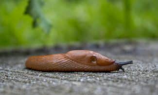 brown snail on gray concrete surface