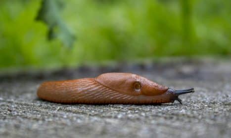 brown snail on gray concrete surface