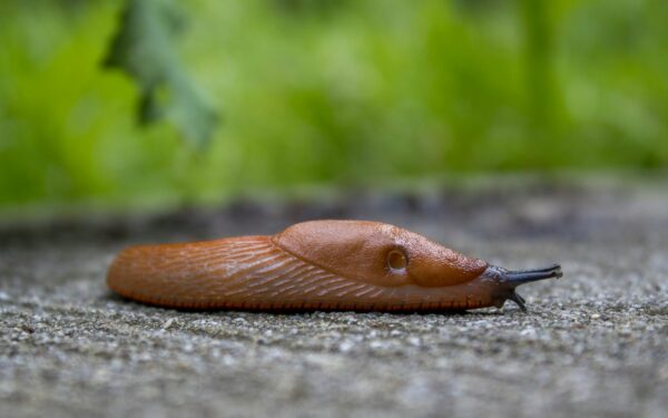 Šliužai naikina šiltnamį? 3 natūralūs pigūs būdai, kurie padės atsikratyti jų ilgam