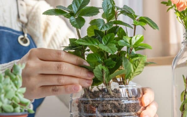 Žiemos sėja plastikiniuose buteliuose: lemtingos klaidos, dėl kurių pavasarį liksite be derliaus