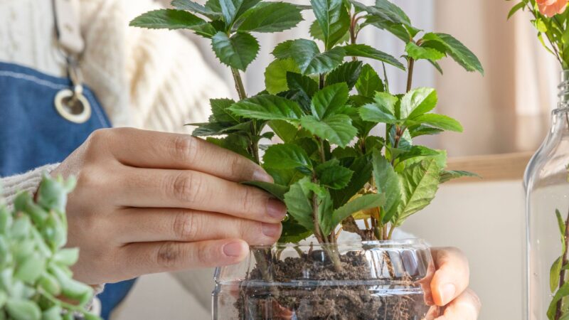 Žiemos sėja plastikiniuose buteliuose: lemtingos klaidos, dėl kurių pavasarį liksite be derliaus
