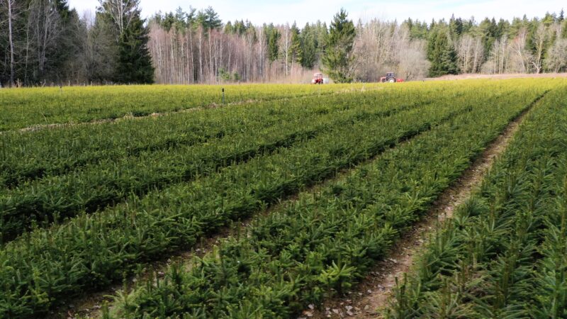 Nemenčinės medelynas po modernizacijos: pajėgumai išaugs iki 7 mln. sodmenų per metus