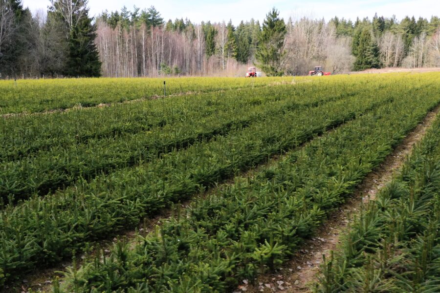 Nemenčinės medelynas po modernizacijos: pajėgumai išaugs iki 7 mln. sodmenų per metus