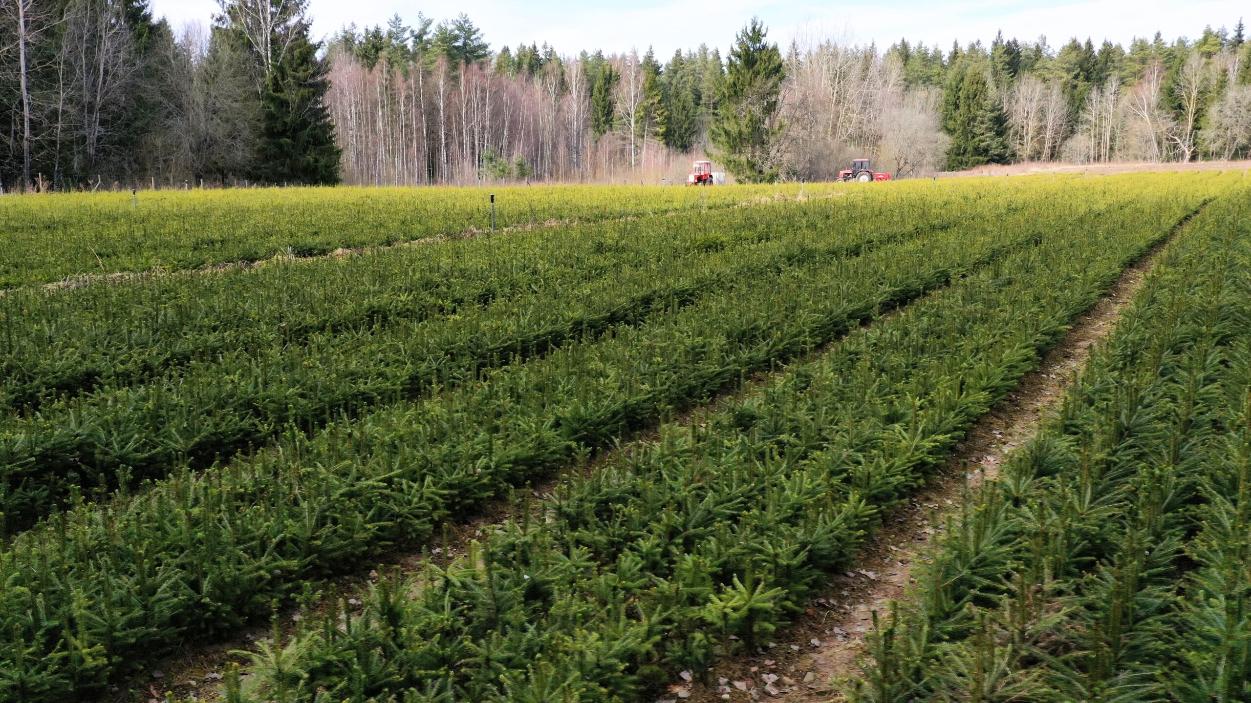 Nemenčinės medelynas po modernizacijos: pajėgumai išaugs iki 7 mln. sodmenų per metus