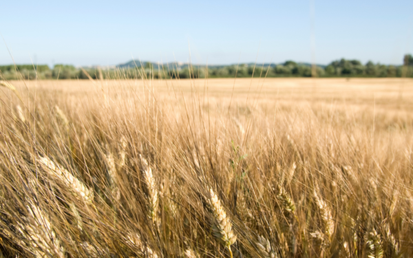 Ministerija koreguoja išmokas: sužinokite, kas keisis deklaruojant pasėlius ir gaunant išmokas