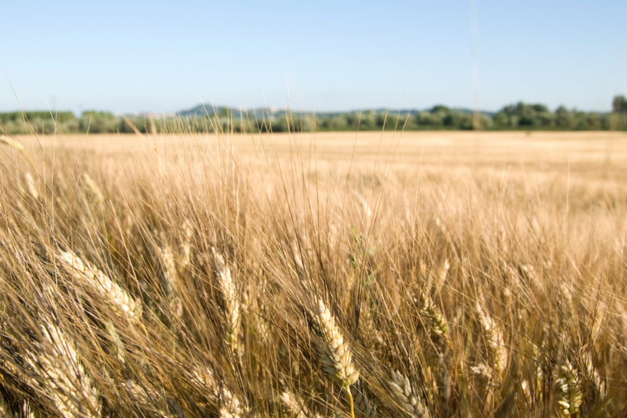Ministerija koreguoja išmokas: sužinokite, kas keisis deklaruojant pasėlius ir gaunant išmokas