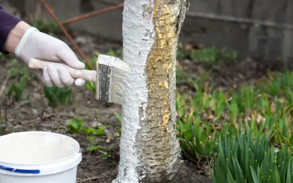 Nedarykite šios klaidos: sužinokite, kada balinti medžius, kad jie nesušaltų ir nesusirgtų