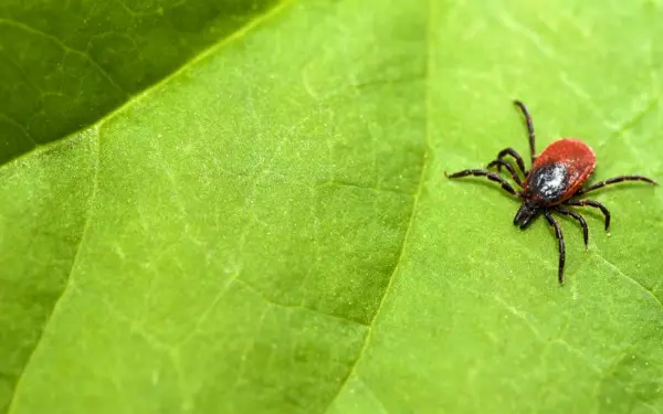 Norėjote nemokamo skiepo? Kauno rajone vietos išnyko greičiau nei tikėtasi