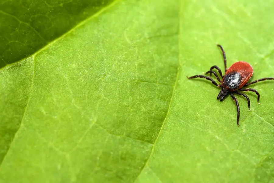 Norėjote nemokamo skiepo? Kauno rajone vietos išnyko greičiau nei tikėtasi