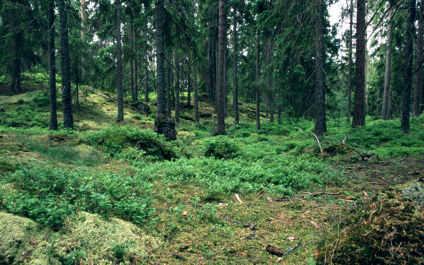 Netikėtas radinys miške: pareigūnai aptiko naminės degtinės gamybą