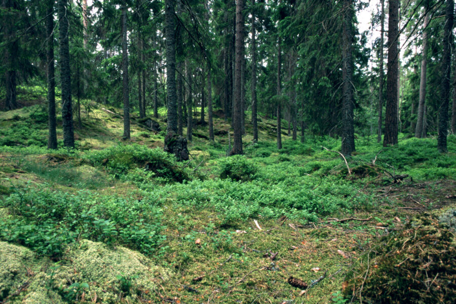Netikėtas radinys miške: pareigūnai aptiko naminės degtinės gamybą
