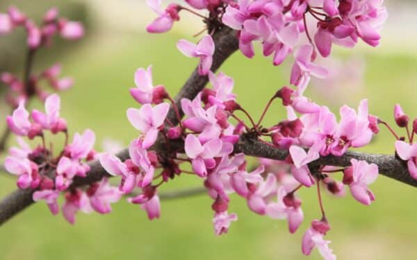 Pasodino šakelę ir liko be žado: žiedai gražesni už alyvų, visi prašo pavadinimo