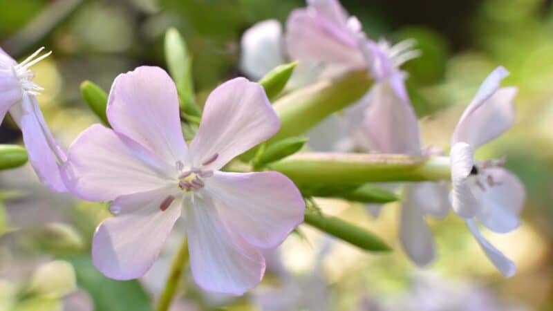 Sodininkai jau pamišo dėl šio augalo: 2026-aisiais namus puoš tikrai nebe petunijos