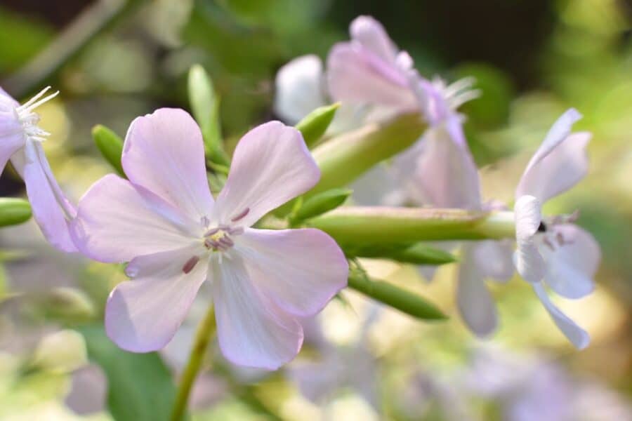 Sodininkai jau pamišo dėl šio augalo: 2026-aisiais namus puoš tikrai nebe petunijos