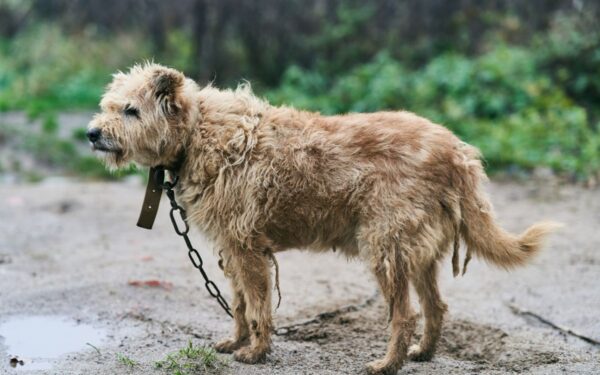 Gyvūnų teisių klausimas grįžta į Seimą: siūlomas draudimas laikyti pririštus šunis