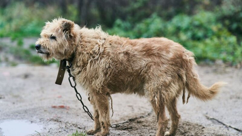 Gyvūnų teisių klausimas grįžta į Seimą: siūlomas draudimas laikyti pririštus šunis