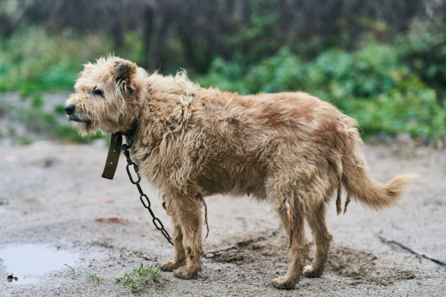 Gyvūnų teisių klausimas grįžta į Seimą: siūlomas draudimas laikyti pririštus šunis