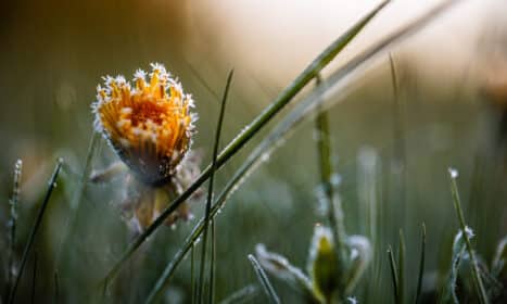 Rytinės šalnos. ELTA / Josvydas Elinskas