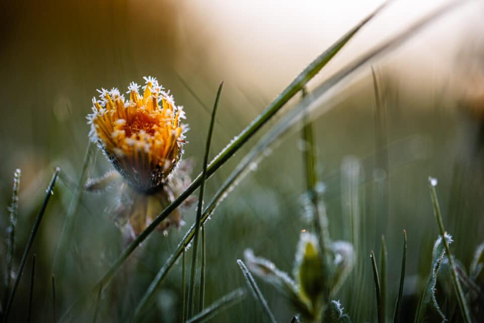 Rytinės šalnos. ELTA / Josvydas Elinskas