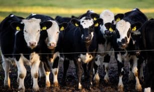 Karvės. ELTA / Žygimantas Gedvila