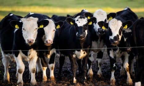 Karvės. ELTA / Žygimantas Gedvila