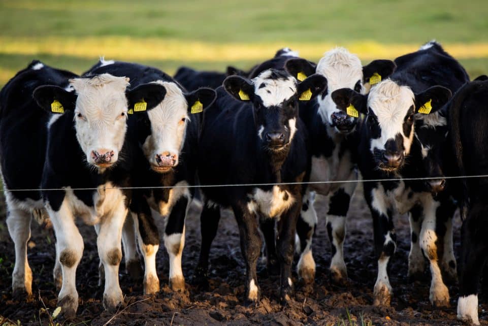 Karvės. ELTA / Žygimantas Gedvila