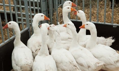 Virusas ELTA/Dainiaus Labučio nuotr.