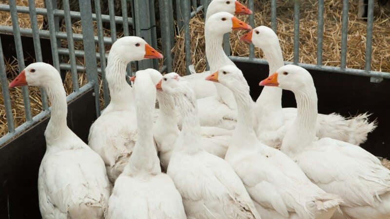 Svarbus įspėjimas: Lietuvoje – pavojingo viruso protrūkis, plinta per avalynę, išlieka ilgai aktyvus