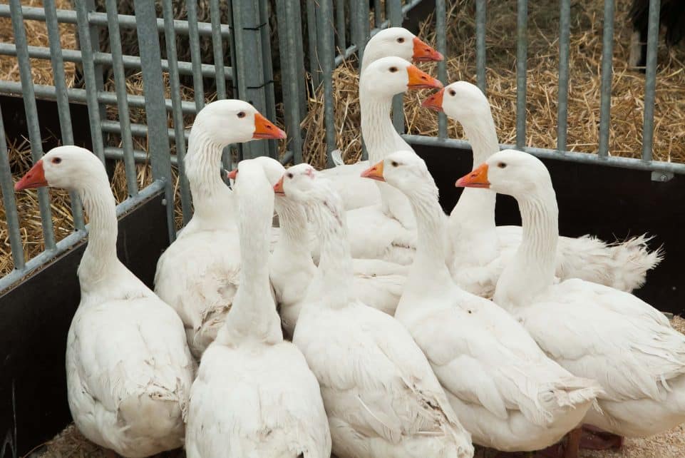 Virusas ELTA/Dainiaus Labučio nuotr.