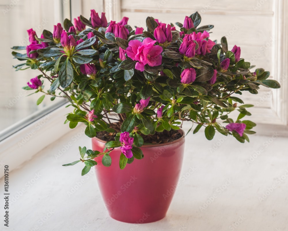 Pink azalea in a red  pot