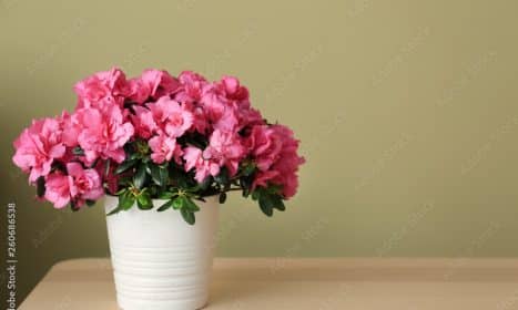 Pot with beautiful blooming azalea on table against color background