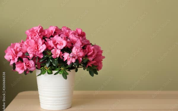 Auginate azaliją ant palangės? Viena klaida lemia, ar žydės, ar žus