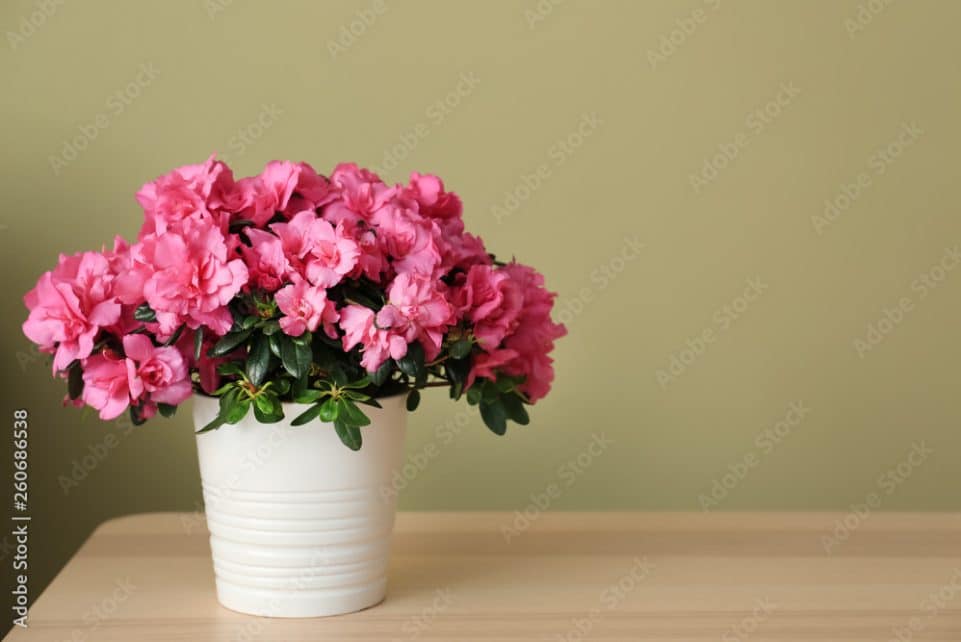 Pot with beautiful blooming azalea on table against color background