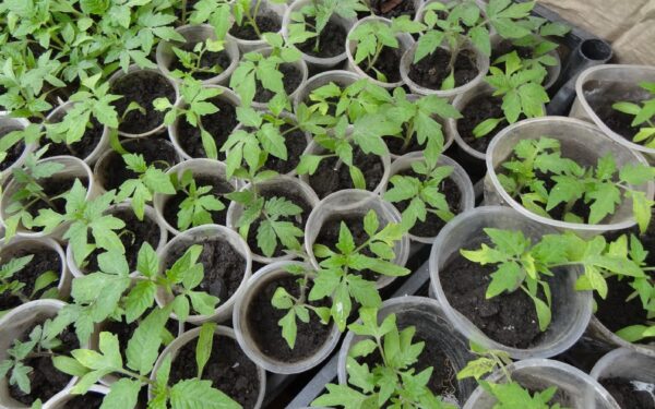 Sodininkas įspėja: pavasarinės šalnos gali sunaikinti derlių, jei nenaudosite šios apsaugos