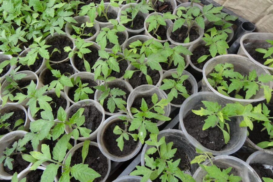 Sodininkas įspėja: pavasarinės šalnos gali sunaikinti derlių, jei nenaudosite šios apsaugos