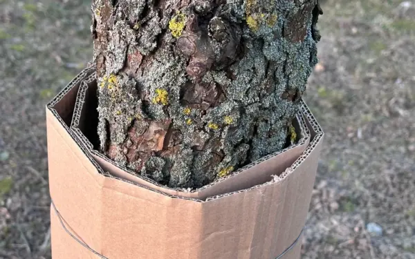 Sodininkų triukas prieš kirmėles: paprasta kartono juosta gali išgelbėti visą slyvų derlių