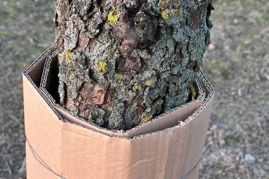 Sodininkų triukas prieš kirmėles: paprasta kartono juosta gali išgelbėti visą slyvų derlių